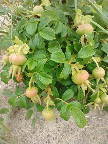 Rugosa rose (Rosa rugosa)