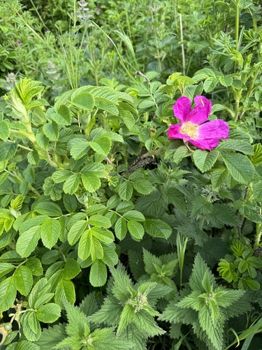 Rugosa rose (Rosa rugosa)