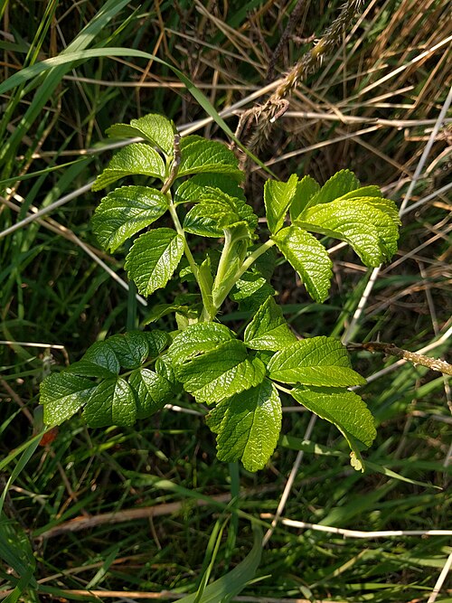 Rugosa rose: rugosa rose