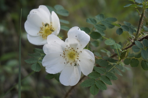 Burnet rose (Rosa spinosissima)