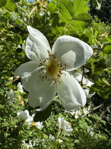 Burnet rose (Rosa spinosissima)