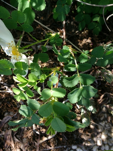 Burnet rose (Rosa spinosissima)