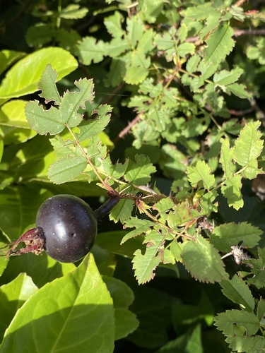 Burnet rose (Rosa spinosissima)