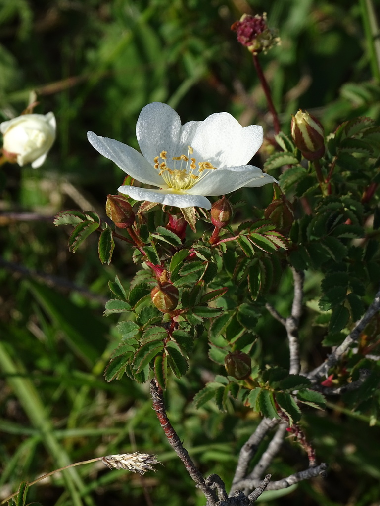 Burnet rose (Rosa spinosissima)