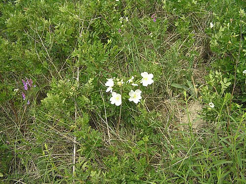 Burnet rose: Rosa spinossisima, Pouzdřany, Southern Moravia, Czech Republic