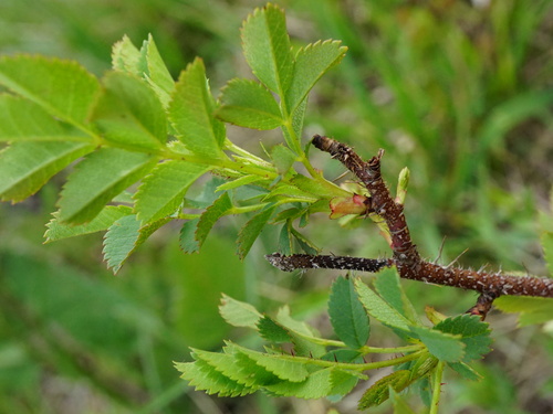 Burnet rose (Rosa spinosissima)