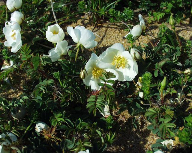 Burnet rose: (en) Rosa pimpinellifolia , a photography originating of the internet site http://sophy.u-3mrs.fr/ . The accord of the autor, H. Brisse, is here . (fr) Rosa pim