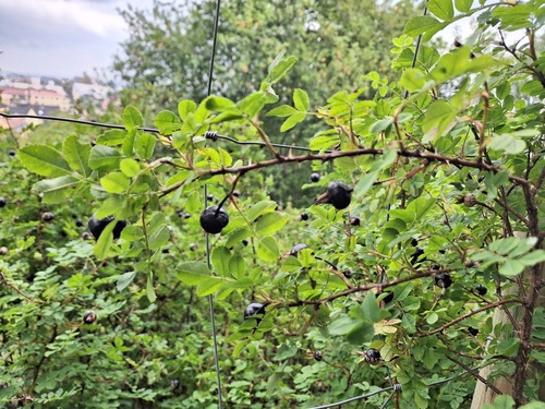 Burnet rose (Rosa spinosissima)