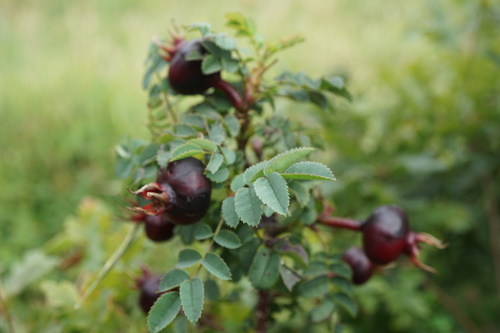Burnet rose (Rosa spinosissima)