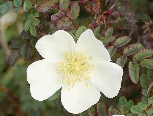 Burnet rose: Rosa spinosissima (Burnet rose) flower growing on Newborough Warren