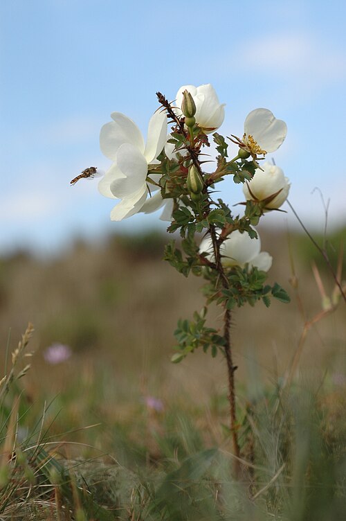 Burnet rose: Rosa Spinosissima with hoverfly, in the dunes at Schoorl, The Netherlands
