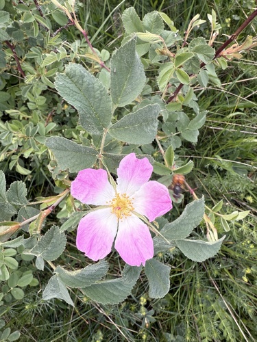 Apple rose (Rosa villosa)