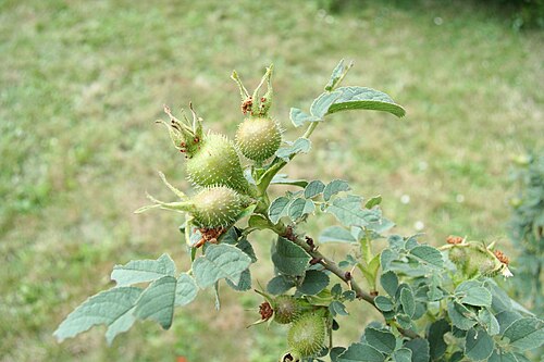 Apple rose: Rosa villosa, roseraie de paysage de Bagatelle - Paris (France) -