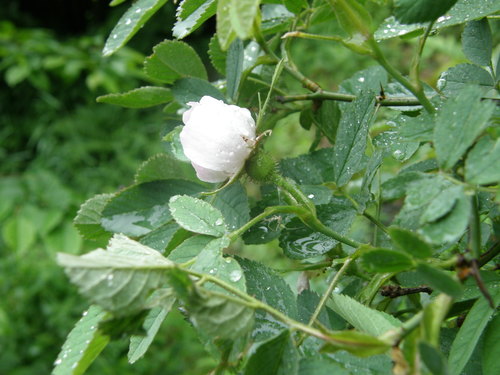 Apple rose (Rosa villosa)