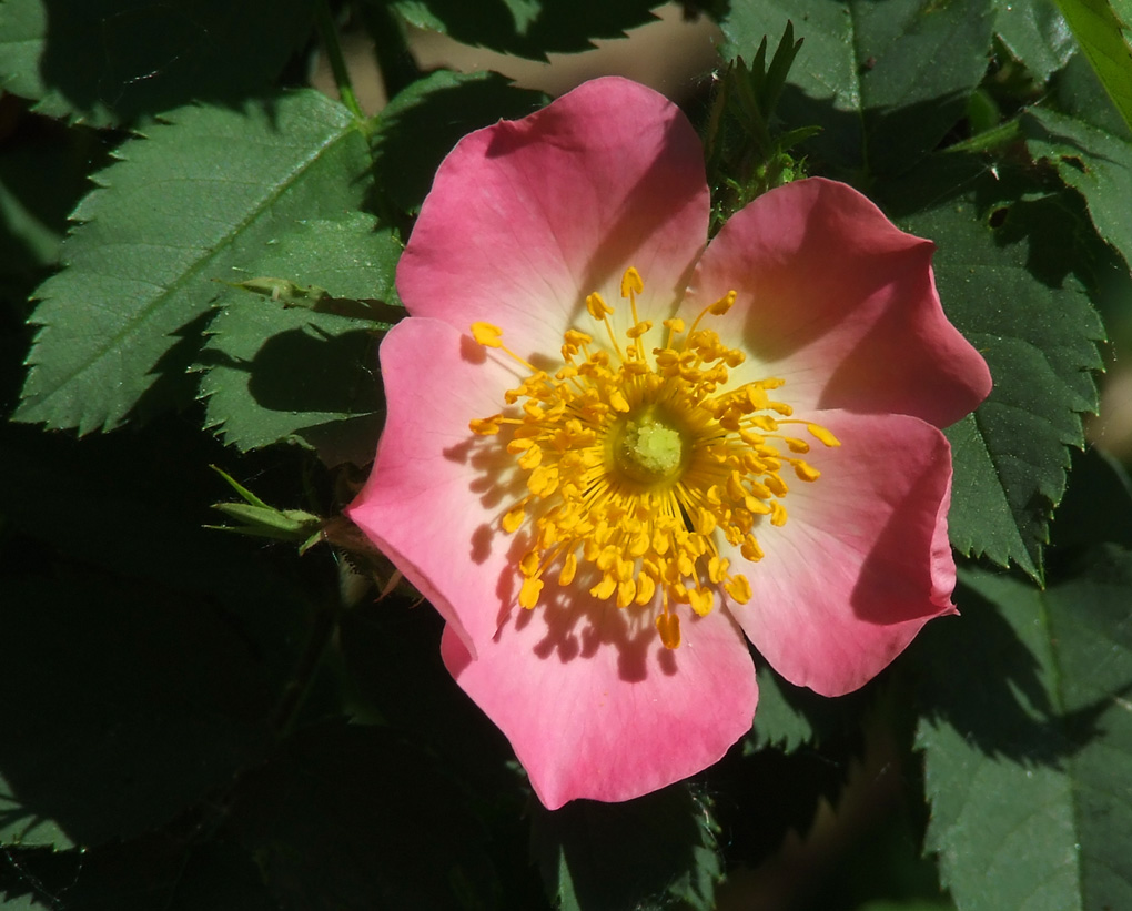 Apple rose: Rosa villosa on the Middle Rhine in Germany