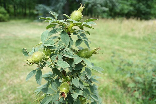 Apple rose: Rosa villosa, roseraie de paysage de Bagatelle - Paris (France) -