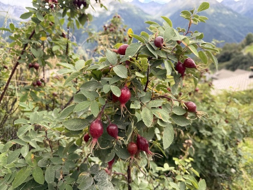 Apple rose (Rosa villosa)