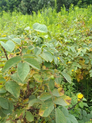 Apple rose (Rosa villosa)