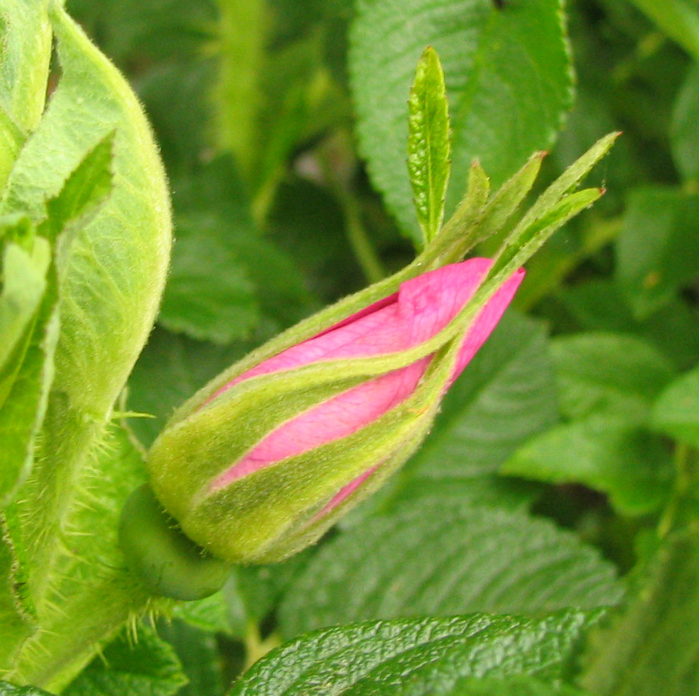 Apple rose (Rosa villosa)