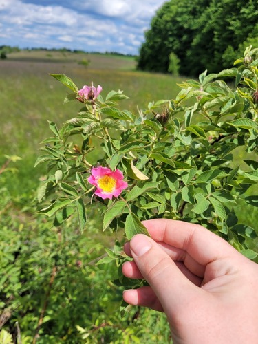 Apple rose (Rosa villosa)