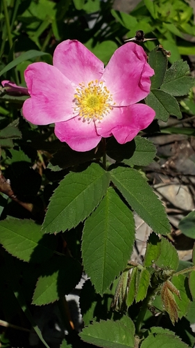 Apple rose (Rosa villosa)
