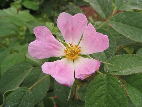 Apple rose (Rosa villosa)