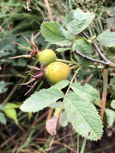 Apple rose (Rosa villosa)