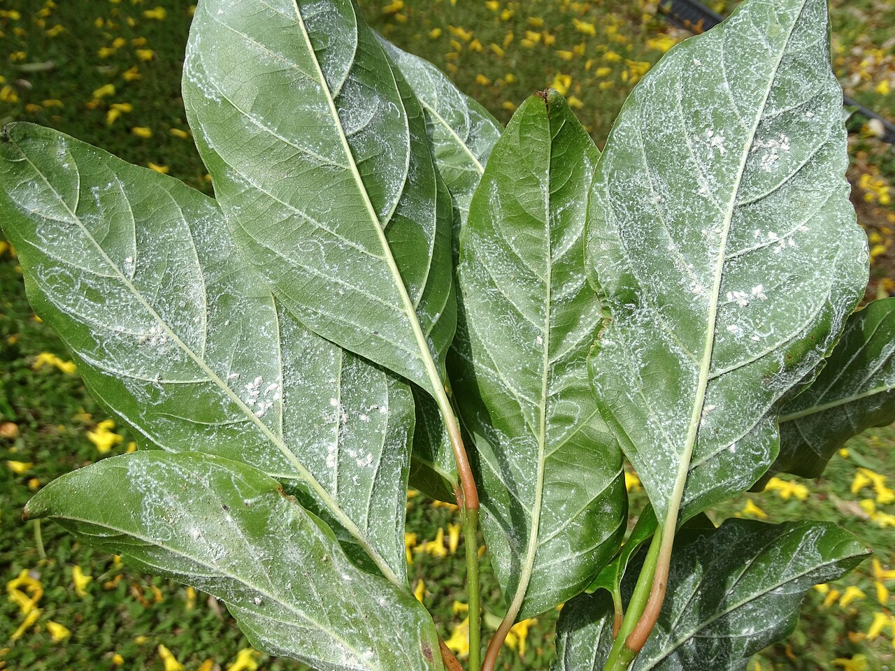Primavera: Gold Tree, Primavera (Roseodendron donnell-smithii): Whiteflies
