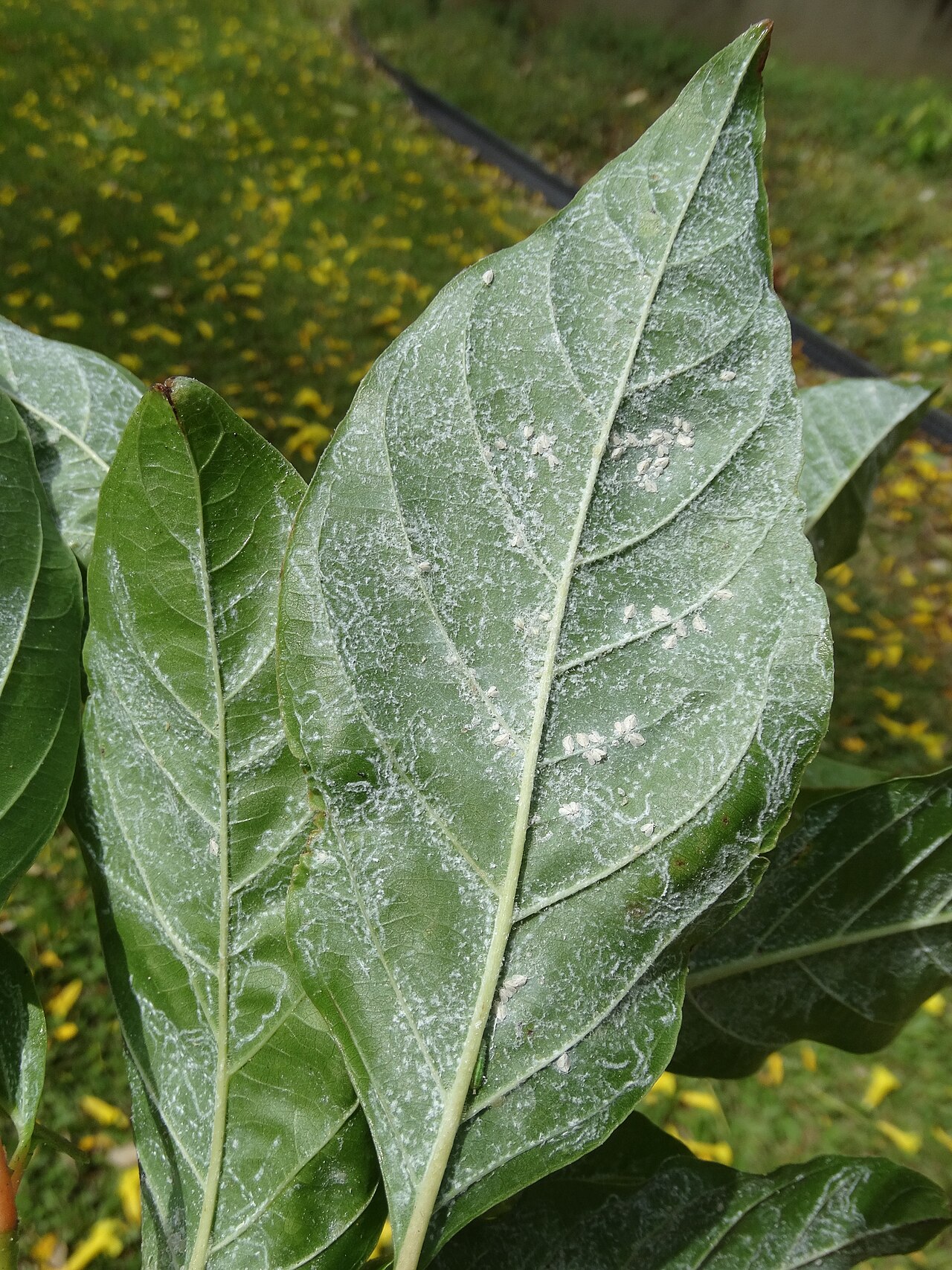 Primavera: Gold Tree, Primavera (Roseodendron donnell-smithii): Whiteflies