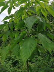 Primavera (Roseodendron donnell-smithii)