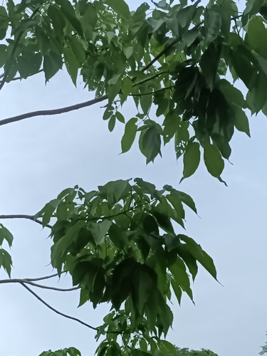 Primavera (Roseodendron donnell-smithii)