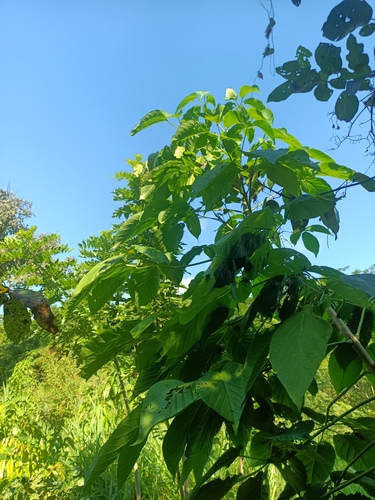 Primavera (Roseodendron donnell-smithii)