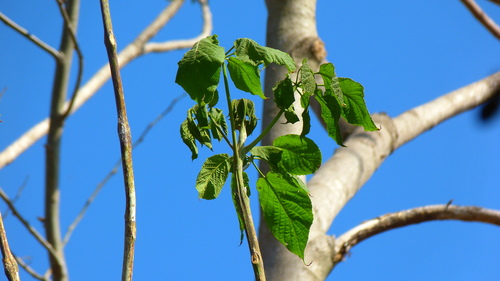 Primavera (Roseodendron donnell-smithii)