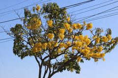 Primavera (Roseodendron donnell-smithii)