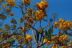 Primavera (Roseodendron donnell-smithii)