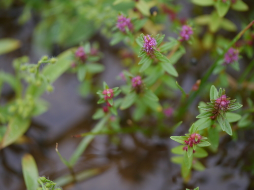 Rotala densiflora (Rotala densiflora)