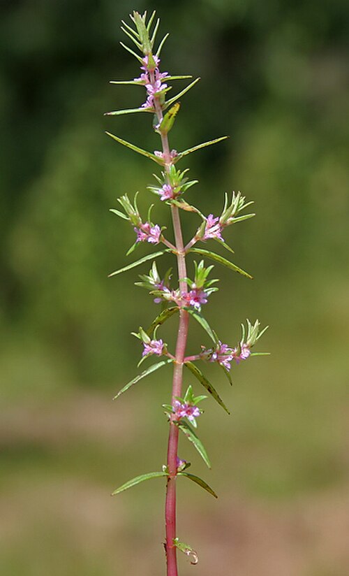 Rotala densiflora: Jalmukhi Rotala densiflora in Narsapur, Andhra Pradesh, India.