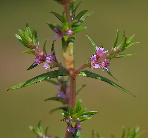Rotala densiflora: Rotala densiflora in Narsapur, Andhra Pradesh, India.