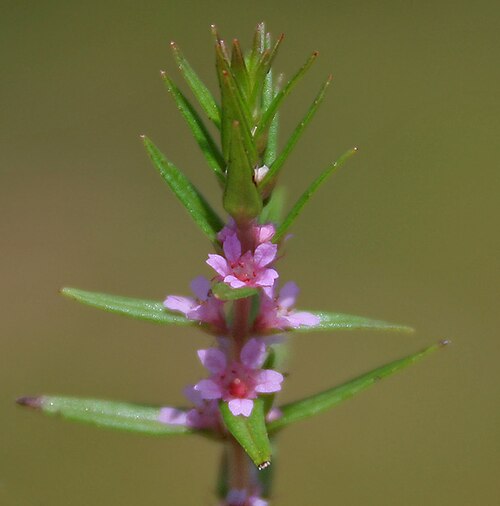 Rotala densiflora: Rotala densiflora in Narsapur, Andhra Pradesh, India.