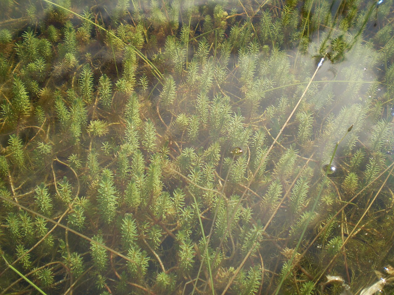 Rotala hippuris: Rotala hippuris