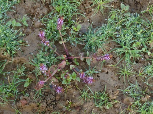 Rotala macrandra (Rotala macrandra)