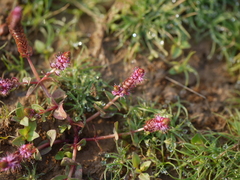 Rotala macrandra (Rotala macrandra)