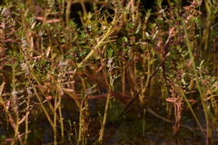 Rotala malabarica (Rotala malabarica)