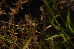 Rotala malabarica (Rotala malabarica)