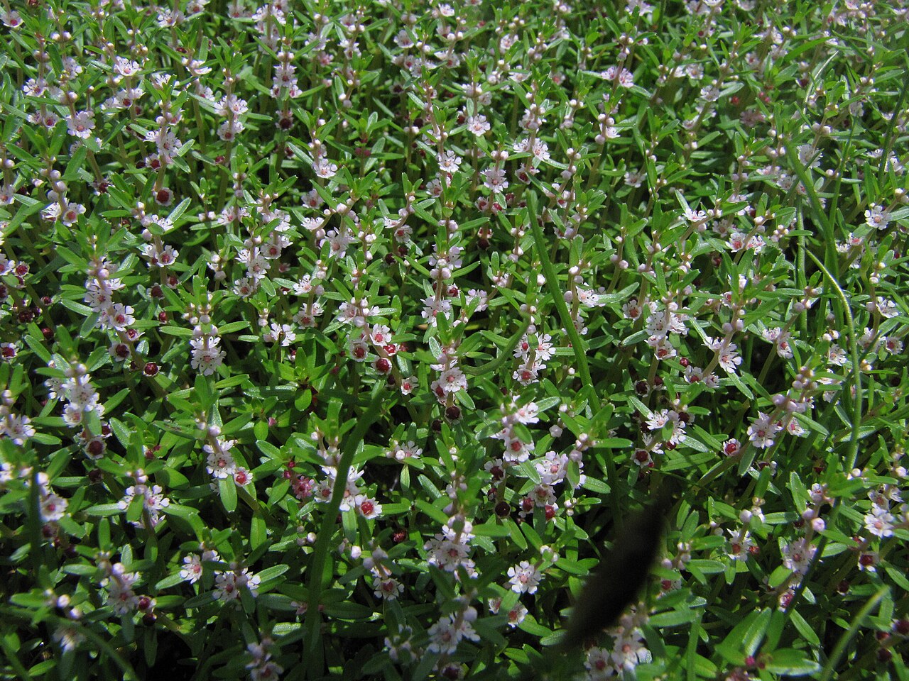 Rotala malabarica: Photos of plants taken by V C Balakrishnan