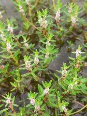 Rotala malabarica (Rotala malabarica)