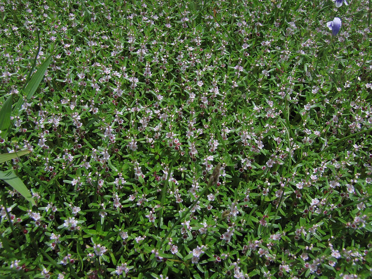 Rotala malabarica: Photos of plants taken by V C Balakrishnan