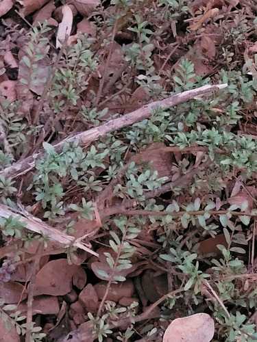 Rotala malabarica (Rotala malabarica)