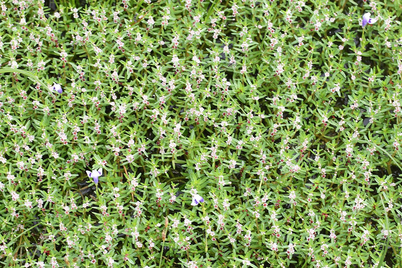 Rotala malabarica: Photos of plants taken by V C Balakrishnan
