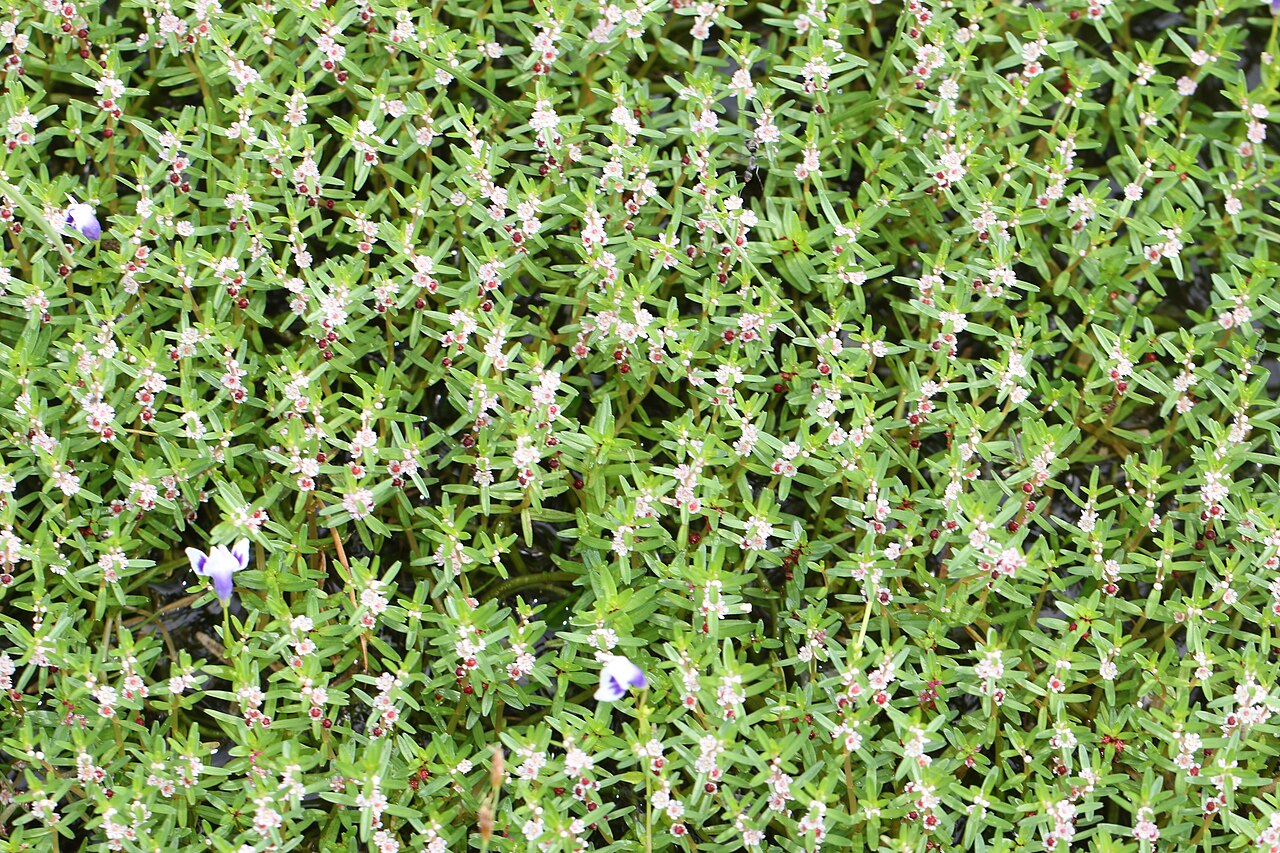 Rotala malabarica: Photos of plants taken by V C Balakrishnan